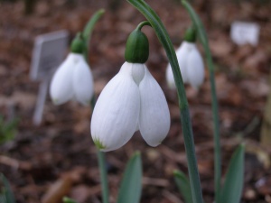 Galanthus elwesii 'Grumpy'